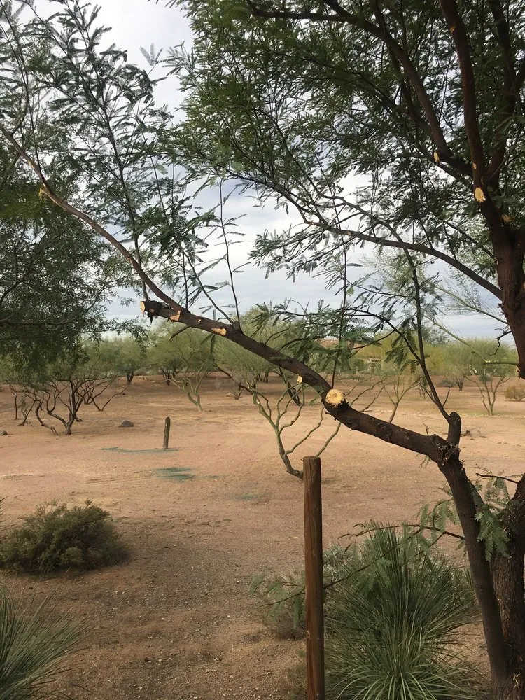 Professional landscape installation in Chandler, AZ - Arizona's Best Landscape Maintenance