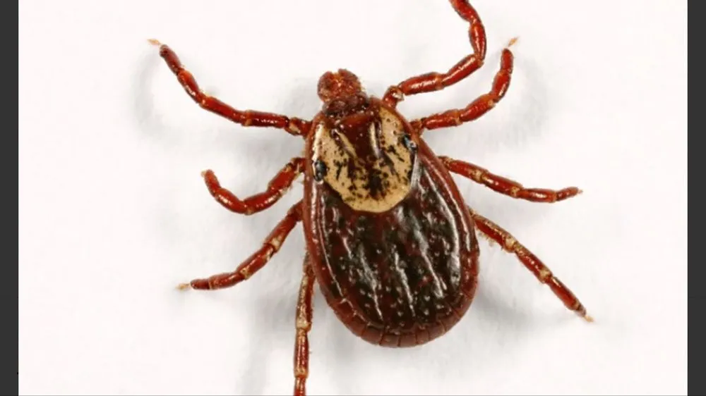 Local yard maintenance in Waddell, AZ by Arizona's Best Weed and Pest