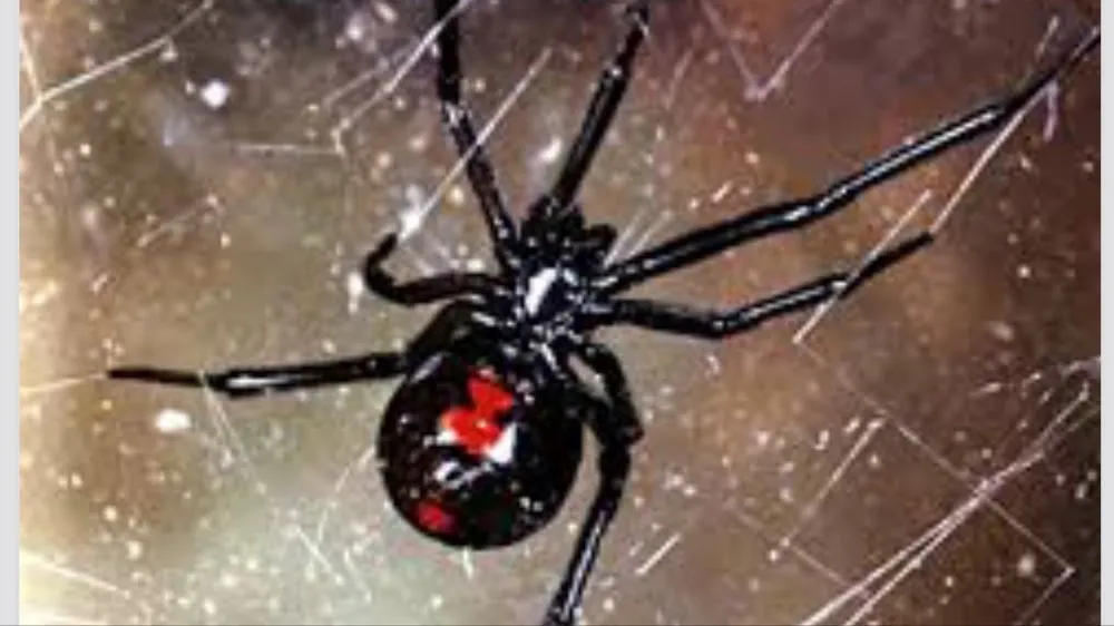 Expert residential landscaping in Waddell, AZ by Arizona's Best Weed and Pest