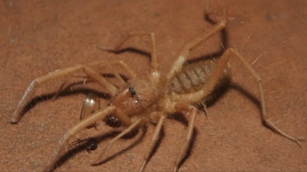 Top-rated landscape design for year-round maintenance across Waddell, AZ - Arizona's Best Weed and Pest