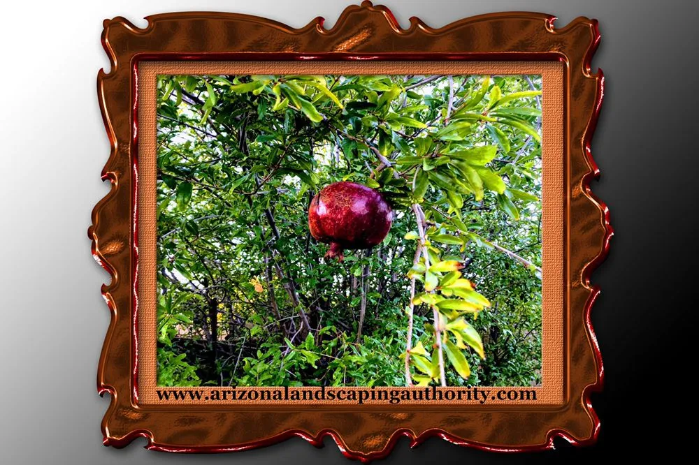 Professional lawn mowing service experts serving Tempe, AZ - Arizona’s Landscaping Authority