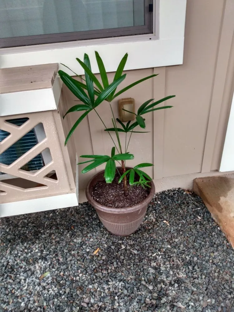 Professional lawn mowing service experts serving Wahiawa, HI - arjyardservice