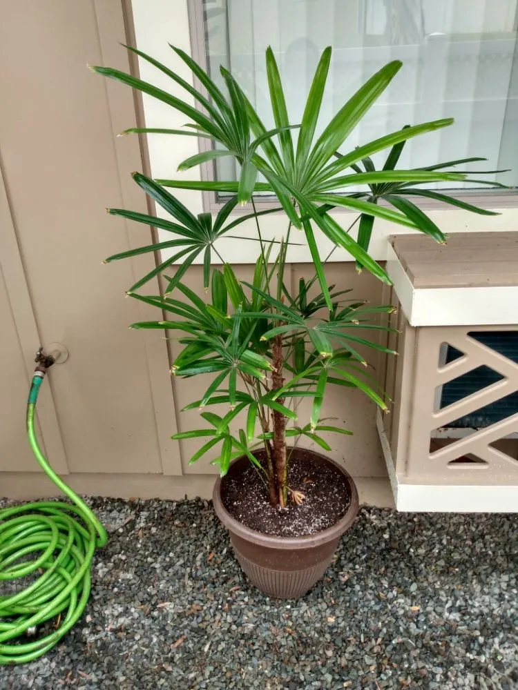 Top-rated garden landscaping experts serving Wahiawa, HI - arjyardservice