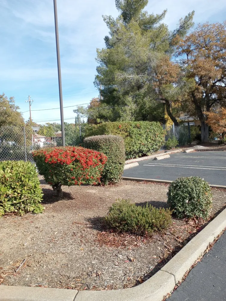 Reliable lawn mowing service for year-round maintenance in Clearlake, CA by ARK Yard Maintenance