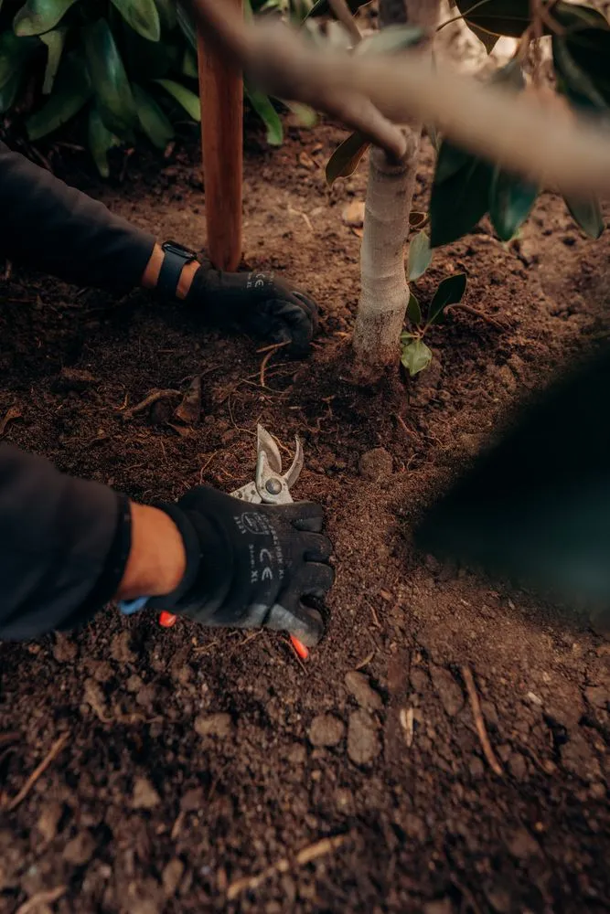 Expert landscaping services for beautiful yards across Costa Mesa, CA - Arkadia Tree Services