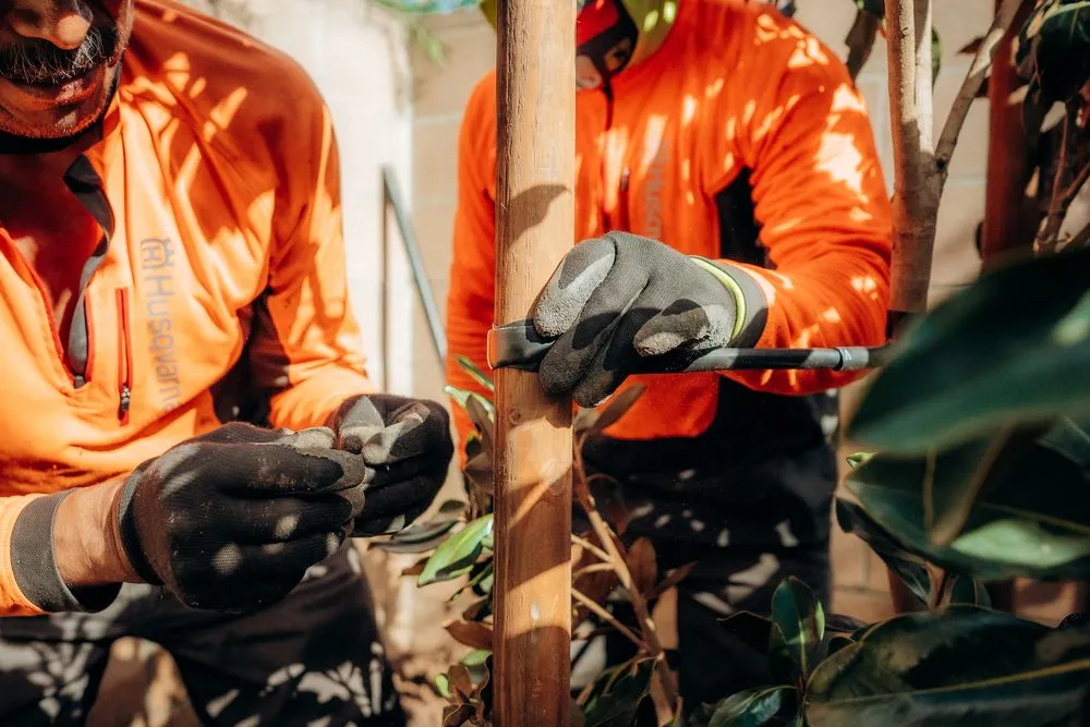 Top-rated lawn care service in Costa Mesa, CA - Arkadia Tree Services