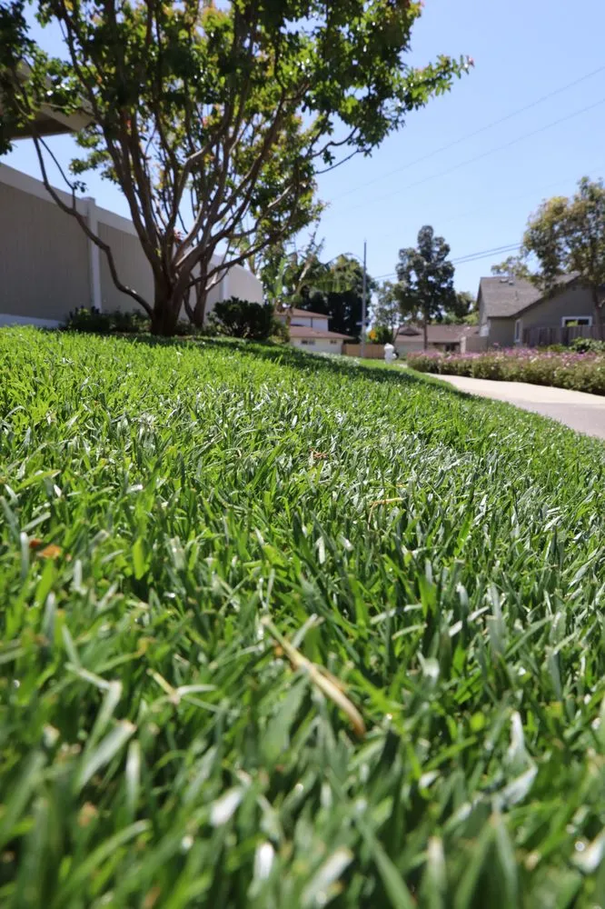 Trusted residential landscaping in Costa Mesa, CA - Arkadia Tree Services