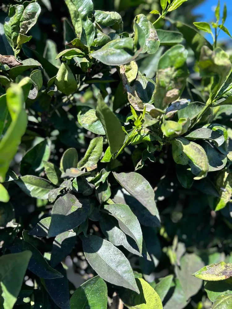 Affordable landscape installation in Costa Mesa, CA by Arkadia Tree Services