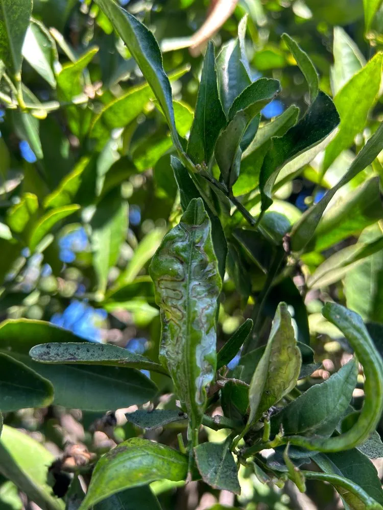 Local landscape design for beautiful yards in Costa Mesa, CA by Arkadia Tree Services