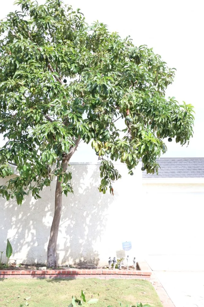 Professional garden landscaping for year-round maintenance across Costa Mesa, CA - Arkadia Tree Services