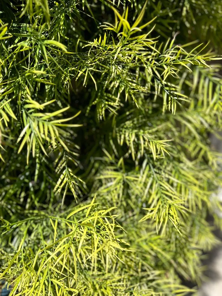 Affordable yard cleanup service in Costa Mesa, CA by Arkadia Tree Services