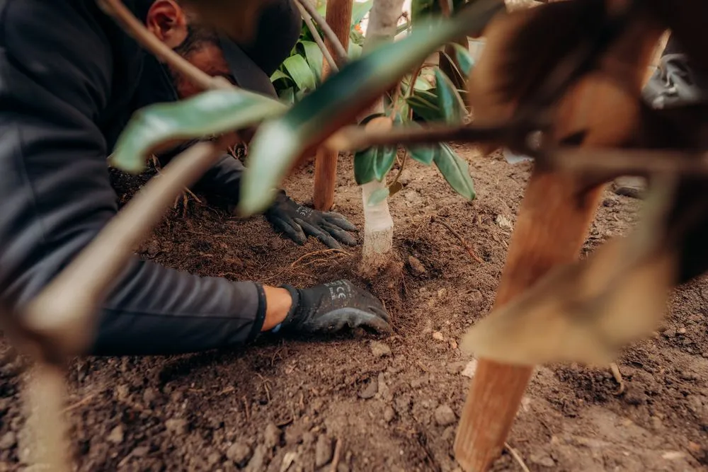 Top-rated outdoor landscaping experts serving Costa Mesa, CA - Arkadia Tree Services