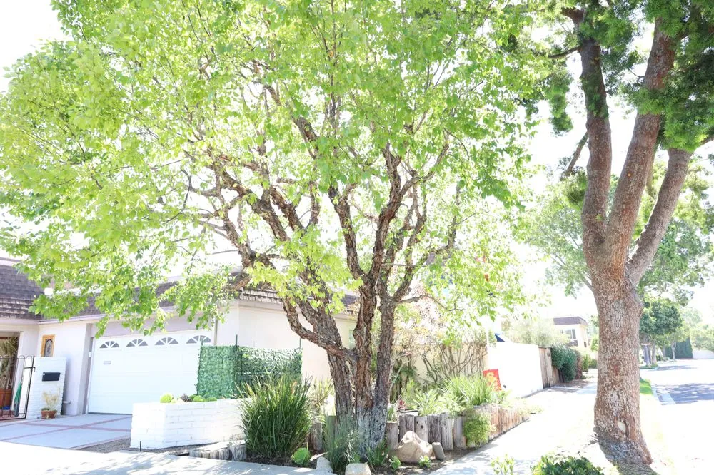 Trusted landscape installation experts serving Costa Mesa, CA - Arkadia Tree Services