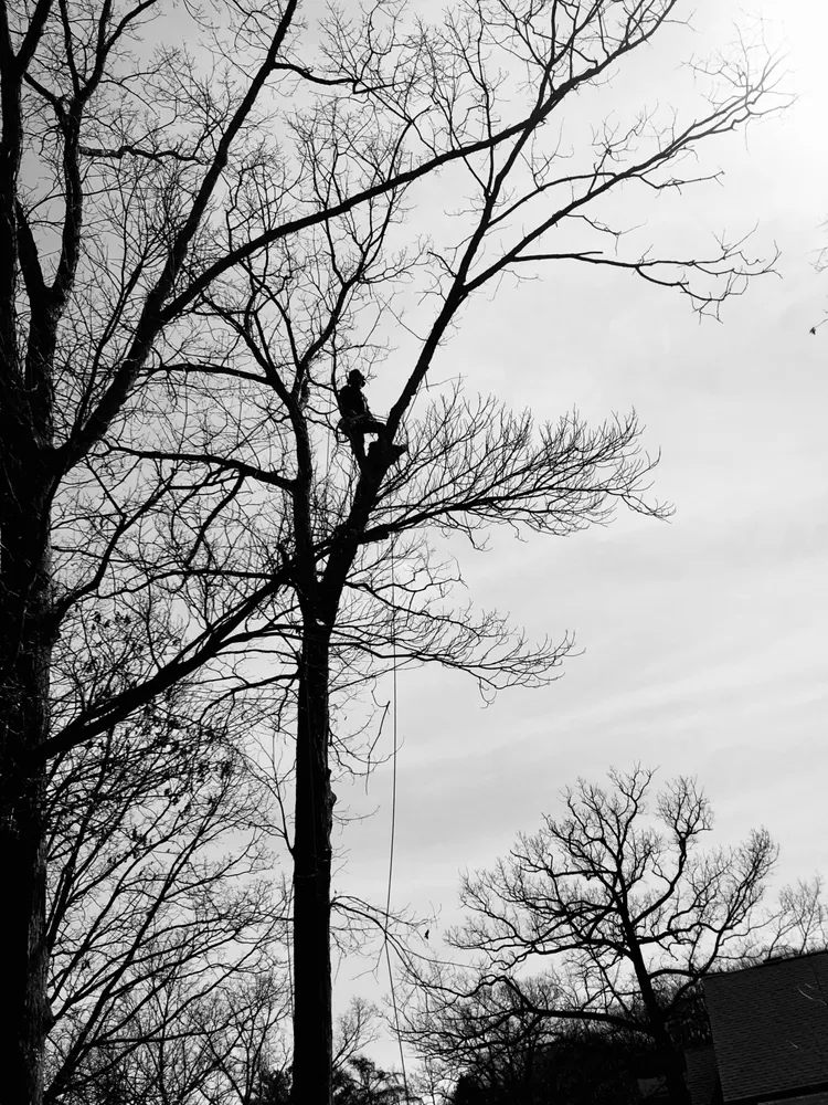 Expert landscaping services in Bloomsburg, PA - Arkadien Tree Care