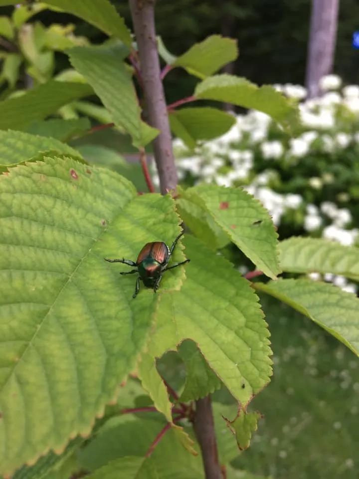 Affordable outdoor landscaping experts serving Bloomsburg, PA - Arkadien Tree Care