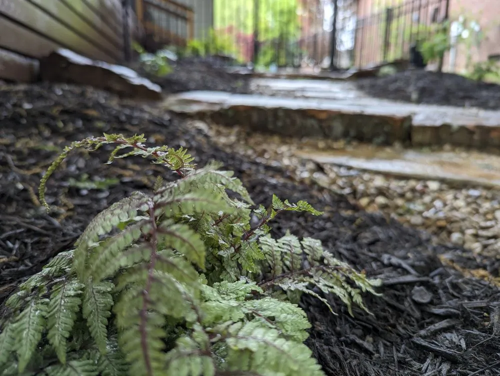 Trusted landscape installation experts serving Fayetteville, AR - Arkansas Naturescapes