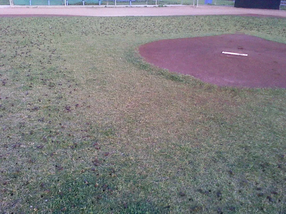 Local garden landscaping for year-round maintenance across San Jose, CA - Ark's Rotarea Aeration Service