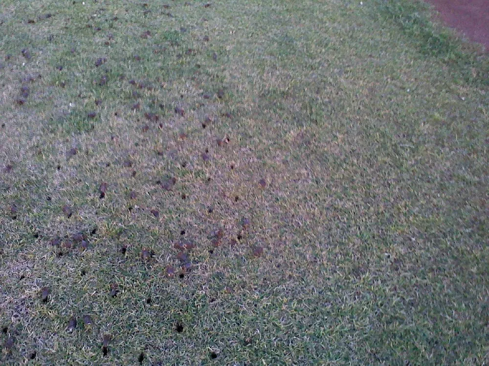 Reliable lawn mowing service experts serving San Jose, CA - Ark's Rotarea Aeration Service