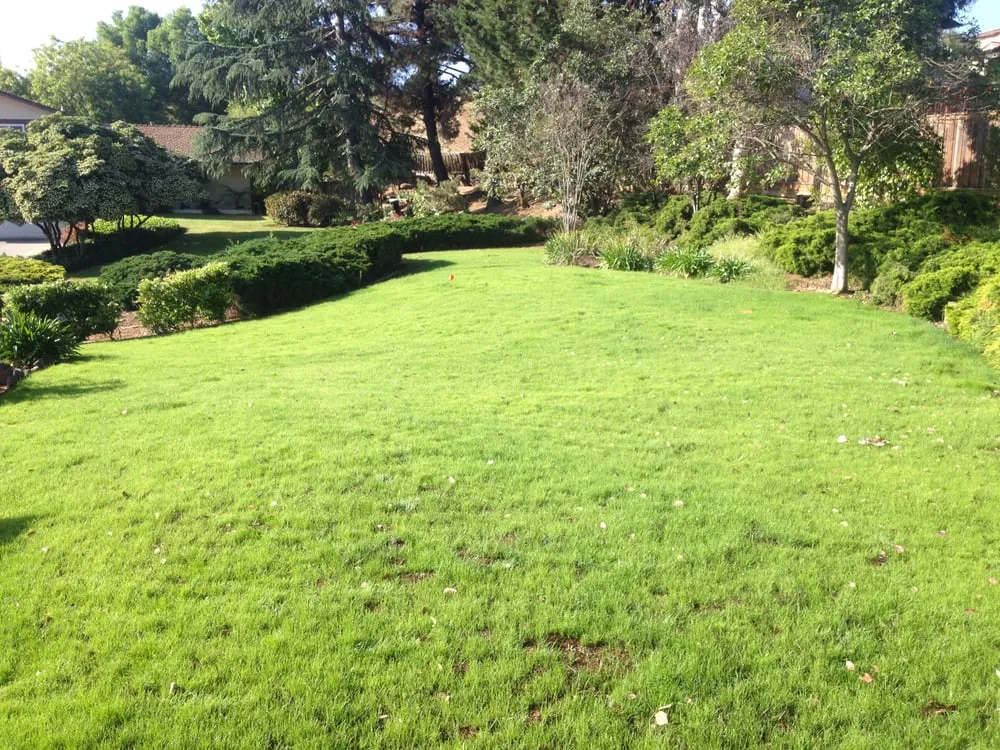 Local outdoor landscaping for residential properties in San Jose, CA by Ark's Rotarea Aeration Service