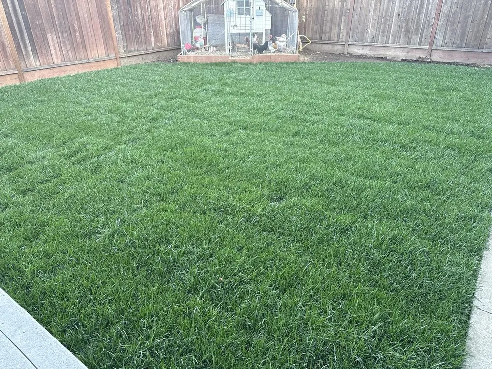 Reliable yard cleanup service near you across Fremont, CA - Arlandtree