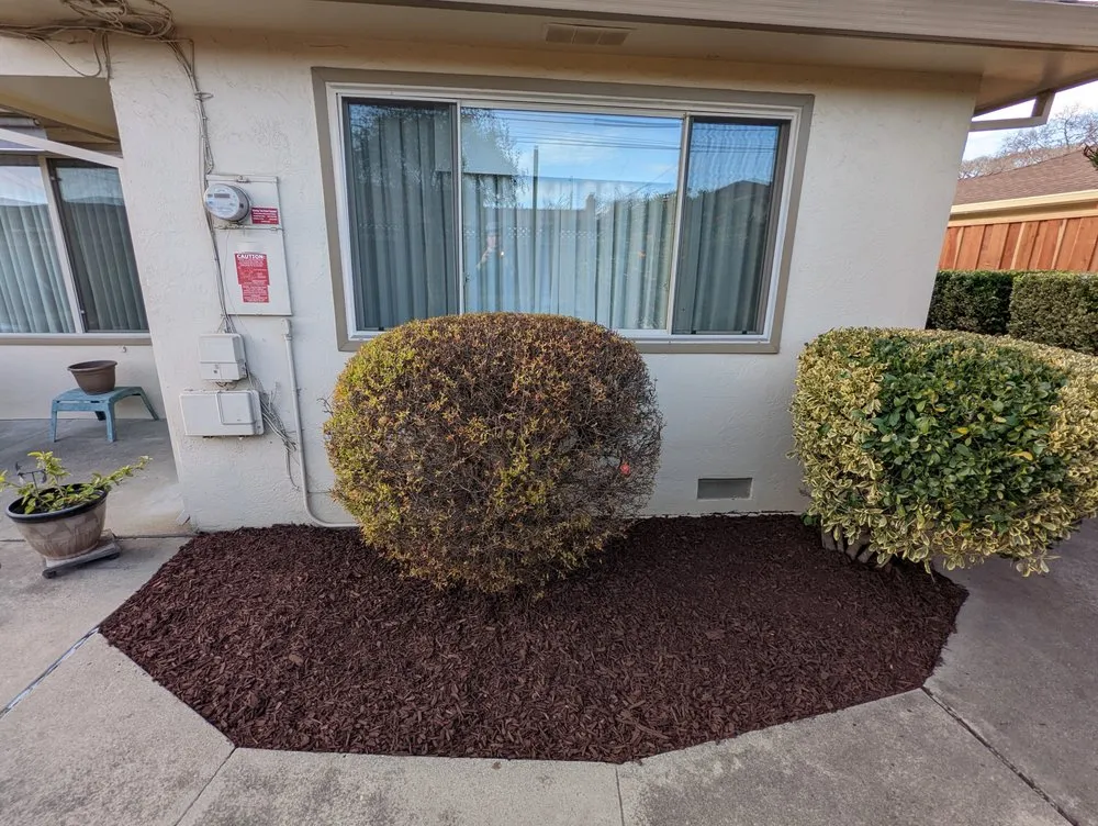 Expert yard cleanup service experts serving Fremont, CA - Arlandtree