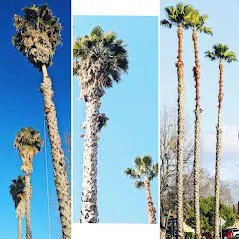 Expert garden landscaping in Fremont, CA by Arlandtree