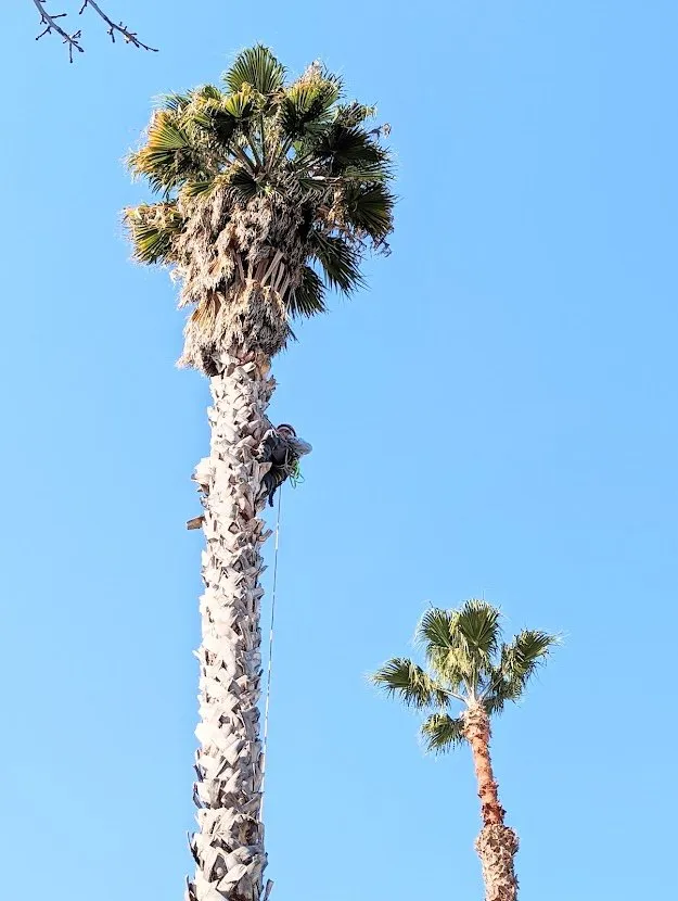 Local residential landscaping for homes in Fremont, CA by Arlandtree