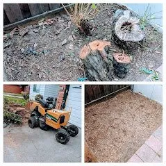 Reliable yard cleanup service for beautiful yards across Fremont, CA - Arlandtree