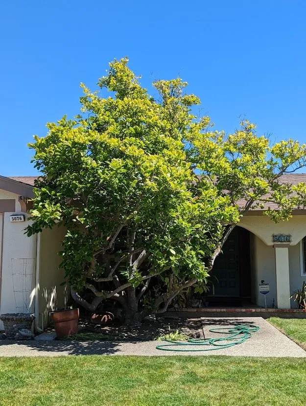 Custom yard maintenance in Fremont, CA - Arlandtree