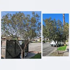 Affordable garden landscaping experts serving Fremont, CA - Arlandtree