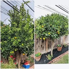 Top-rated lawn care service for outdoor upgrades across Fremont, CA - Arlandtree