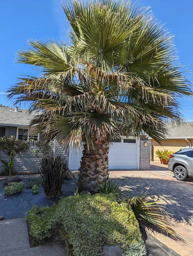 Expert landscaping services for year-round maintenance in Fremont, CA by Arlandtree