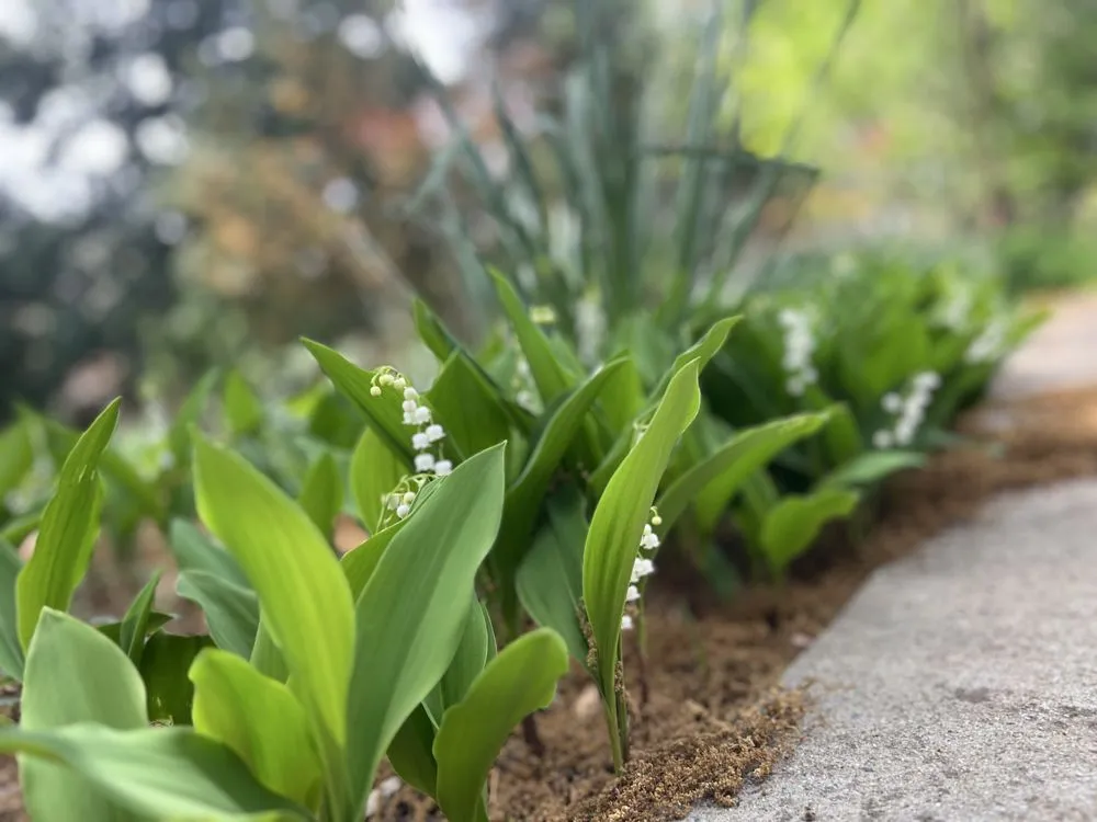 Reliable landscape design in Arlington, VA - Arlington Cuts Tree Service & Landscaping