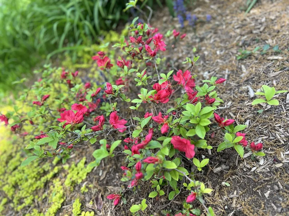 Trusted lawn care service in Arlington, VA by Arlington Cuts Tree Service & Landscaping