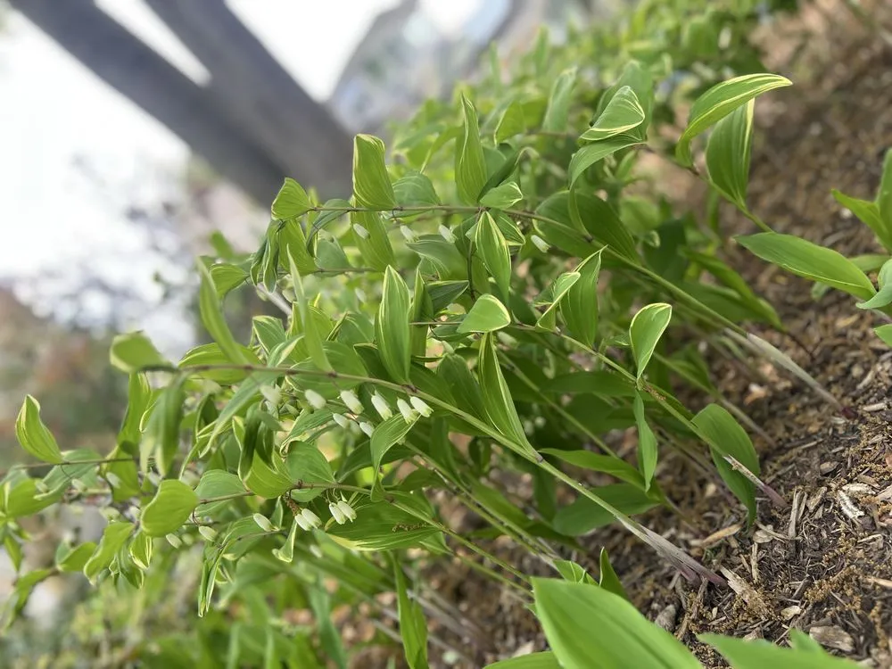 Custom landscape design in Arlington, VA by Arlington Cuts Tree Service & Landscaping