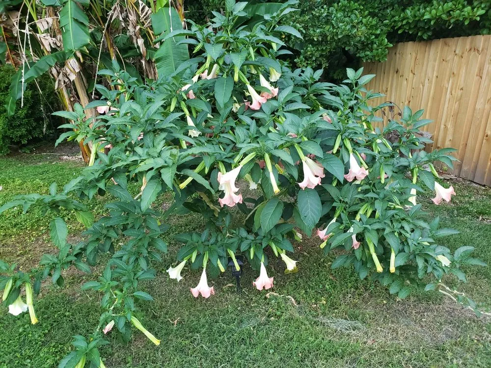 Reliable lawn mowing service in Jacksonville, FL by Arlington Green Mowers