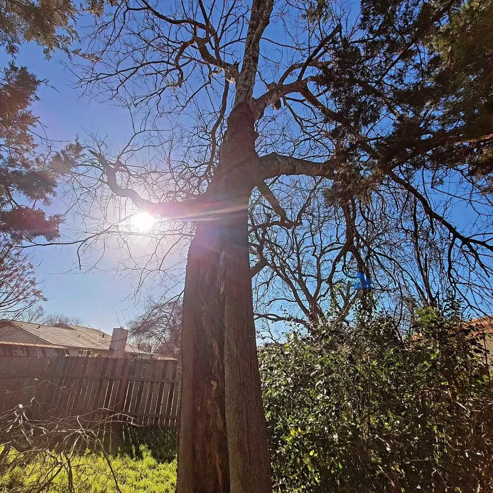 Reliable landscape installation experts serving Round Rock, TX - Arlo Tree Services and Landscapes