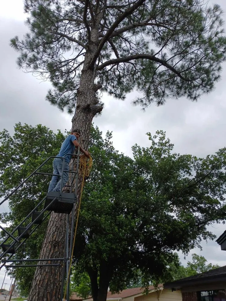Local yard cleanup service experts serving Cleburne, TX - Arlon's Lawn & Tree Services