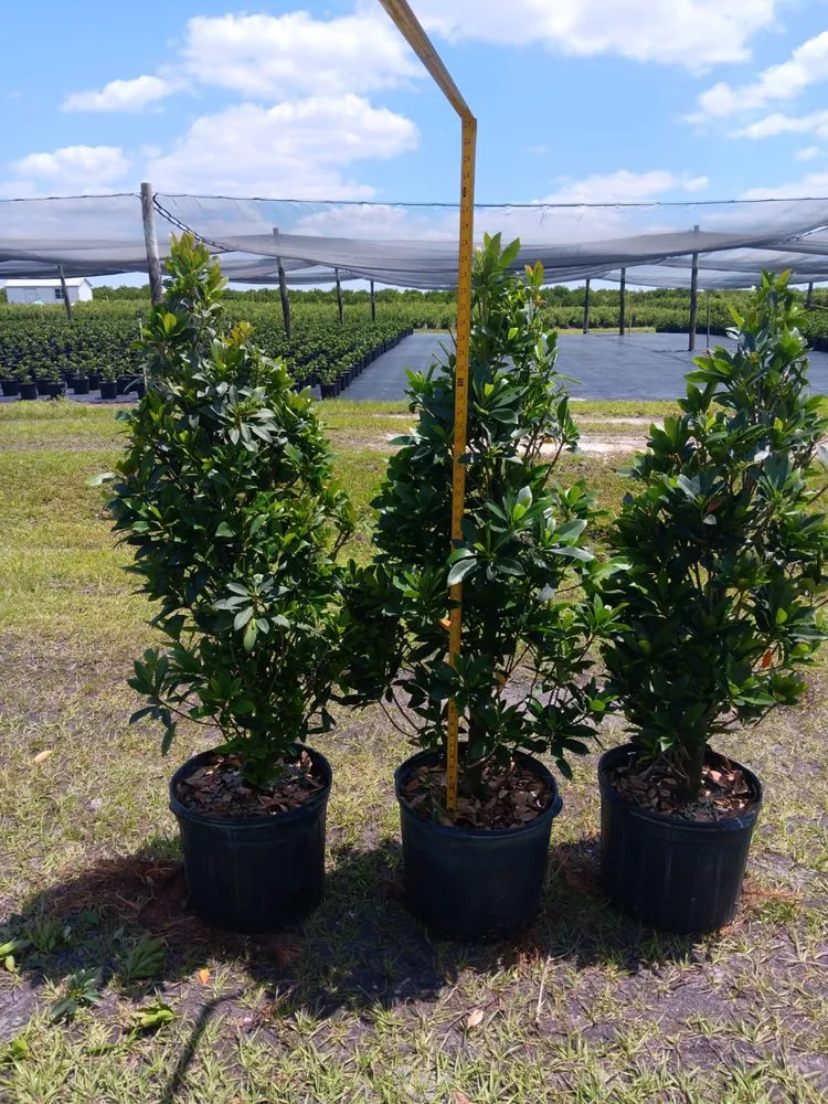 Top-rated landscape design for year-round maintenance across Hollywood, FL - arls landscape