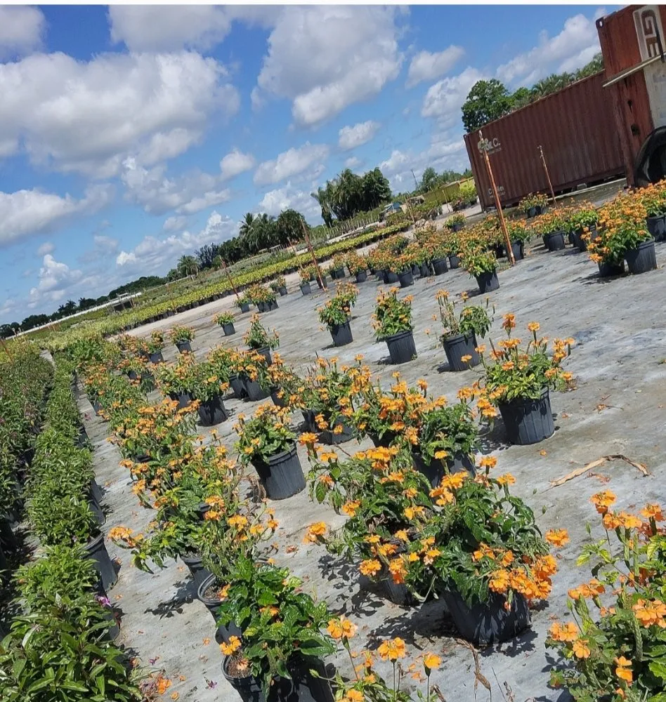 Affordable outdoor landscaping in Hollywood, FL - arls landscape