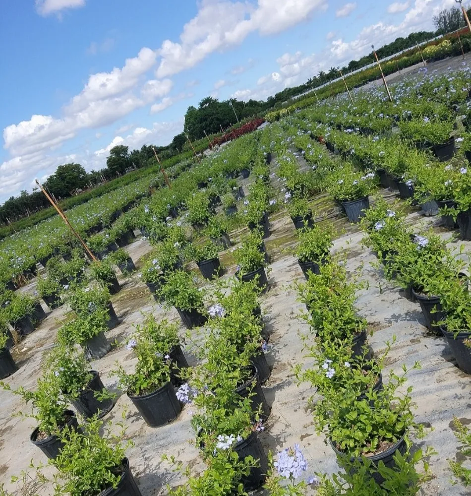 Trusted landscape design in Hollywood, FL - arls landscape