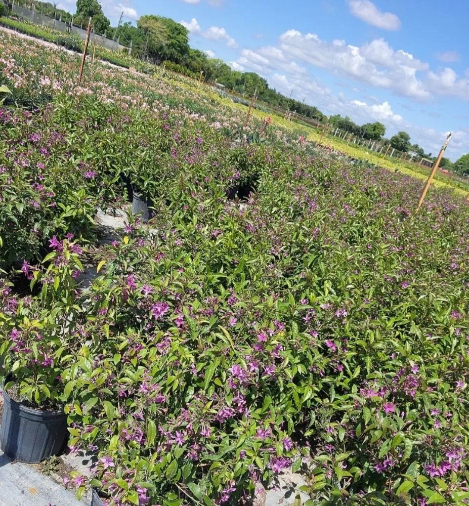 Professional yard cleanup service for outdoor upgrades across Hollywood, FL - arls landscape