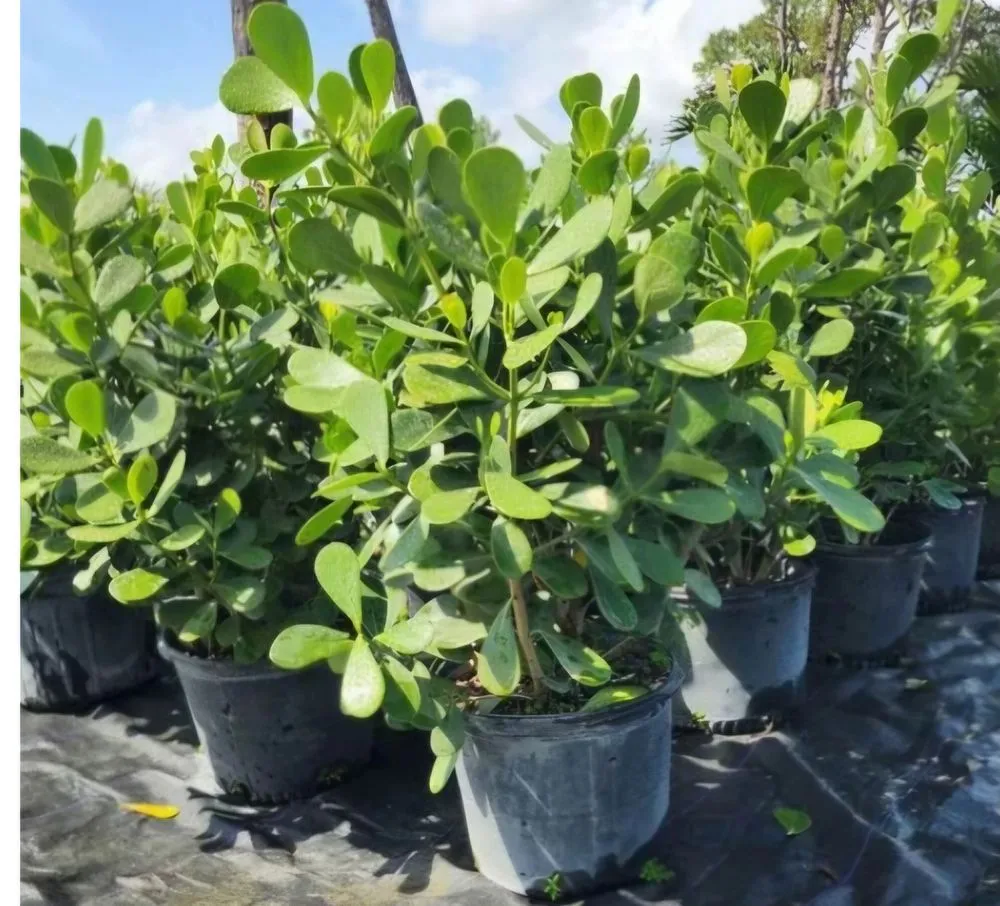 Trusted residential landscaping in Hollywood, FL by arls landscape