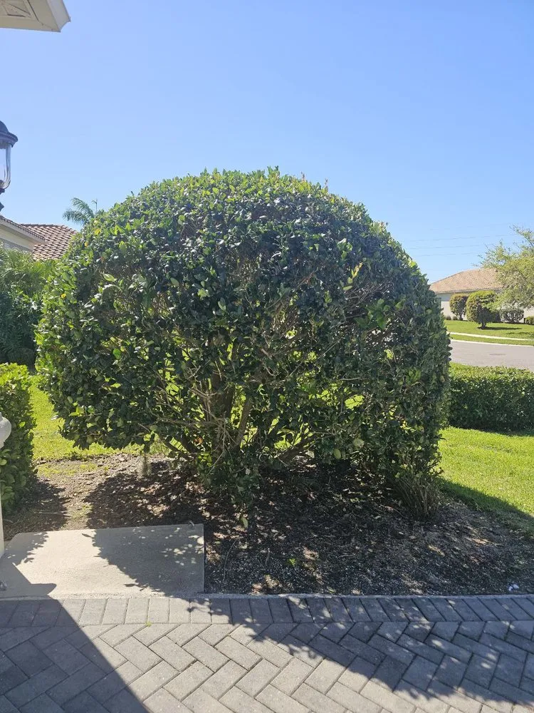 Reliable outdoor landscaping experts serving Sarasota, FL - Armada
