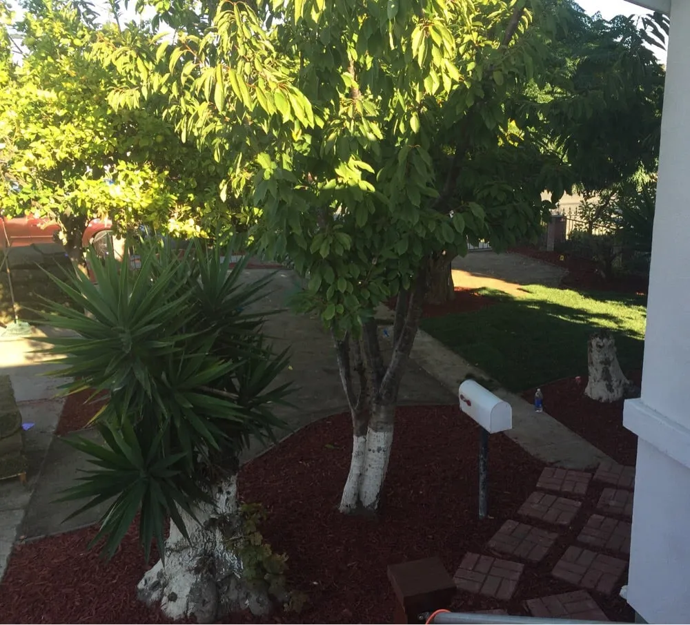 Trusted landscaping services in San Jose, CA by Armando Gardening