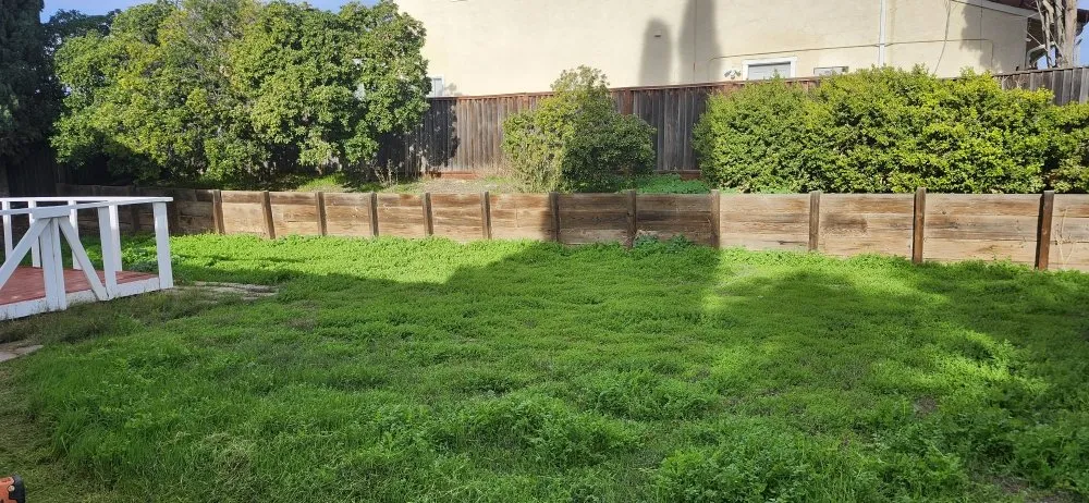 Top-rated yard cleanup service in San Jose, CA - Armando Gardening Service