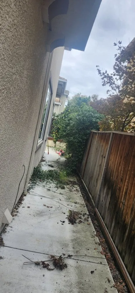 Expert yard cleanup service experts serving San Jose, CA - Armando Gardening Service