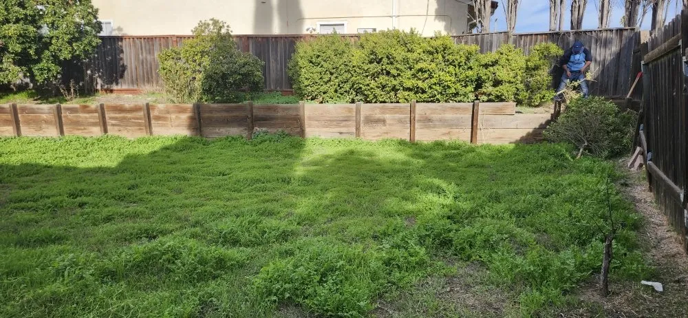 Affordable yard cleanup service in San Jose, CA by Armando Gardening Service