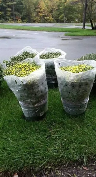 Reliable lawn care service for beautiful yards in Malden, MA by Armando Landscaping