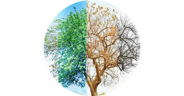 Armando Landscaping Solution Logo